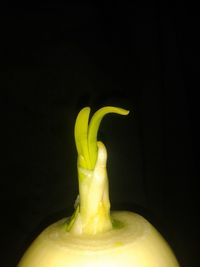 Close-up of yellow fruit over black background