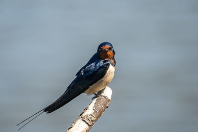 Close-up of bird perching on branch