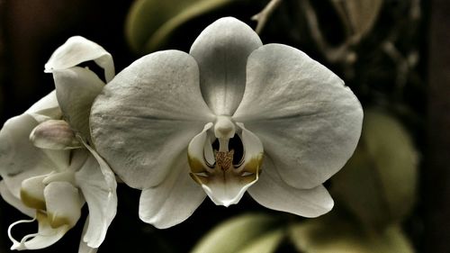 Close-up of white flower