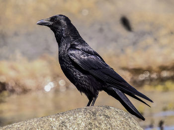 Close-up of bird perching outdoors