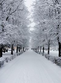 Snow covered road along trees