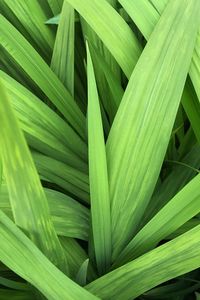 Full frame shot of palm leaf