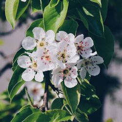 Close-up of white flowers