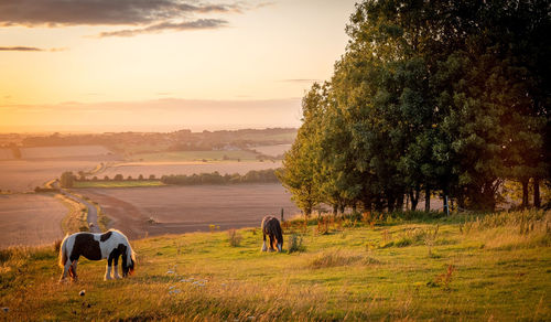 Horses in a field