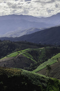 Rice terrace in northern thailand