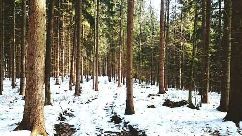 Snow covered trees in forest