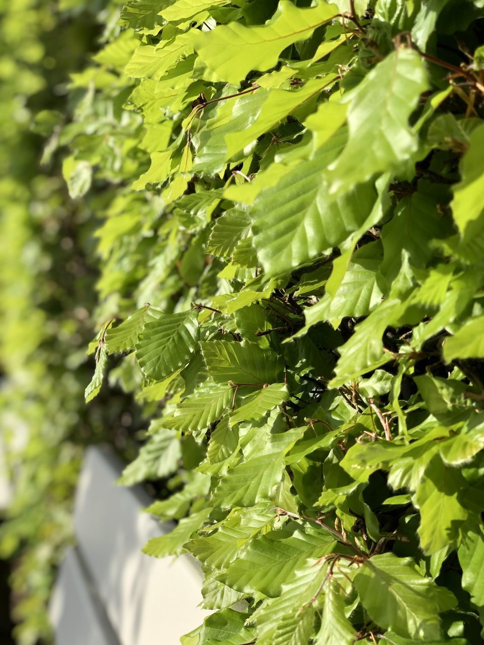 CLOSE-UP OF GREEN LEAVES