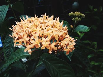 Close-up of flowering plant