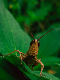 Close-up of insect on leaf