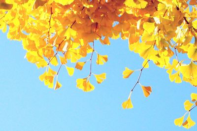 Close-up of yellow flowers against clear blue sky