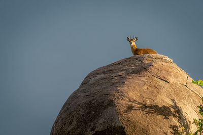 Low angle view of cat on rock against clear sky