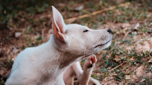 Close-up of a dog looking away