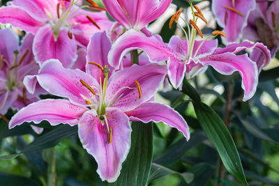 Close-up of pink flowering plant