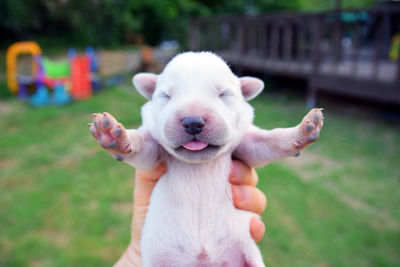 Close-up of hand holding puppy