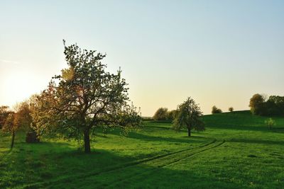 Trees on field against clear sky