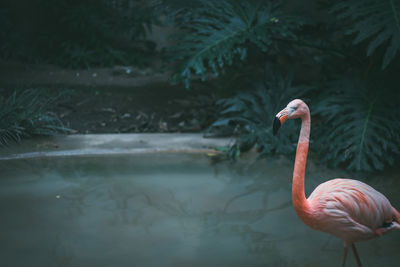 Close-up of flamingo in water