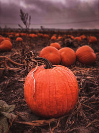 Close-up of pumpkins on field