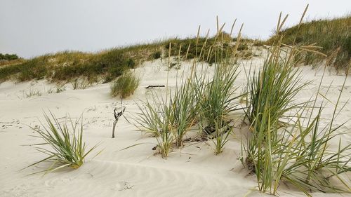 Plants growing on beach against sky