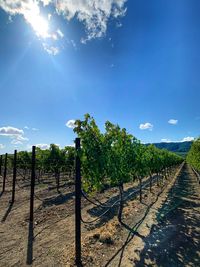 Scenic view of vineyard against sky on sunny day