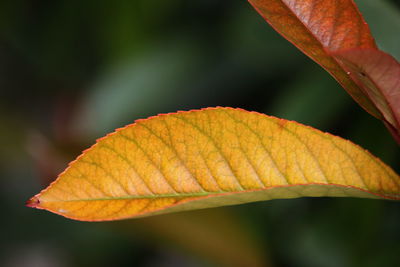 Close-up of autumnal leaf