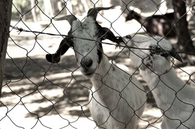 Close-up of a horse behind fence