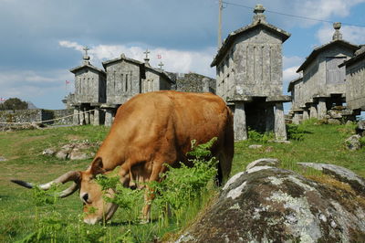rural area