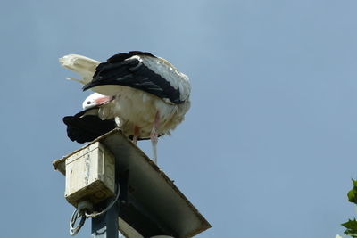 Low angle view of bird perching on wooden post against sky