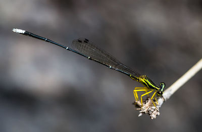 Close-up of damselfly on twig