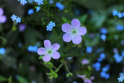 Close-up of purple flowering plant