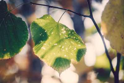 Close-up of wet plant leaves