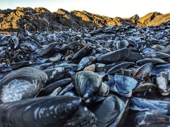 Mussels at beach