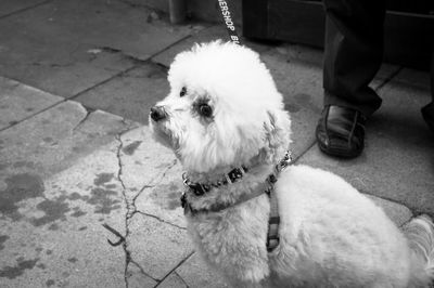 Low section of man with dog