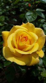 Close-up of yellow rose blooming outdoors