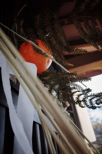 Low angle view of decorations hanging on building