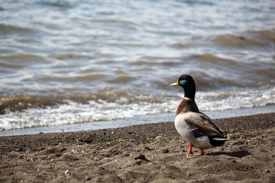 Bird on beach