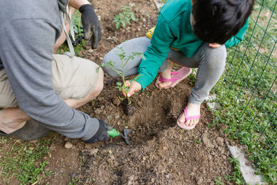 Upper view of father and child planting together seedling in soil