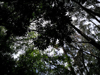 Low angle view of tree against sky