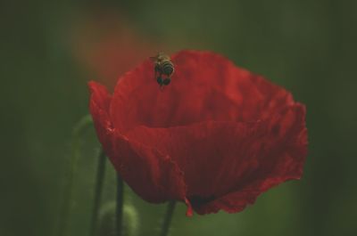 Close-up of insect on red poppy