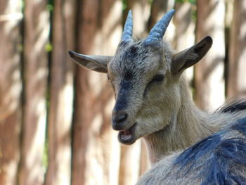 Close-up of goat looking away