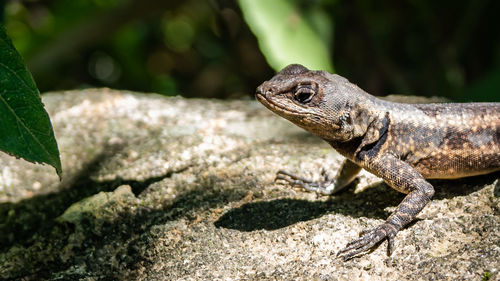 Close-up of lizard on rock