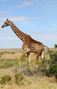 View of giraffe on field against sky