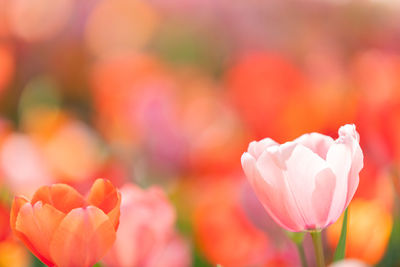 Close-up of pink tulips