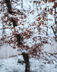 Close-up of snow covered tree