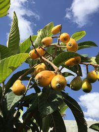 Low angle view of oranges growing on tree against sky