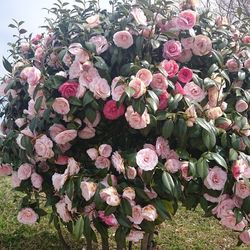 Close-up of pink flowers