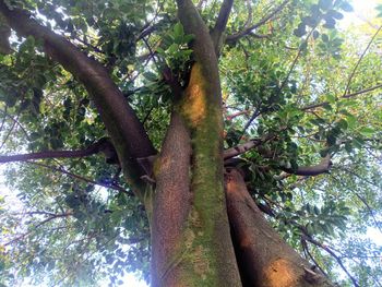 Low angle view of tree against sky