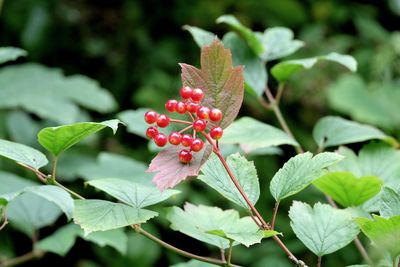 Close-up of red berries growing on tree