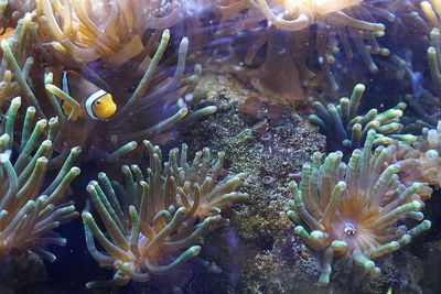 Close-up of coral in water