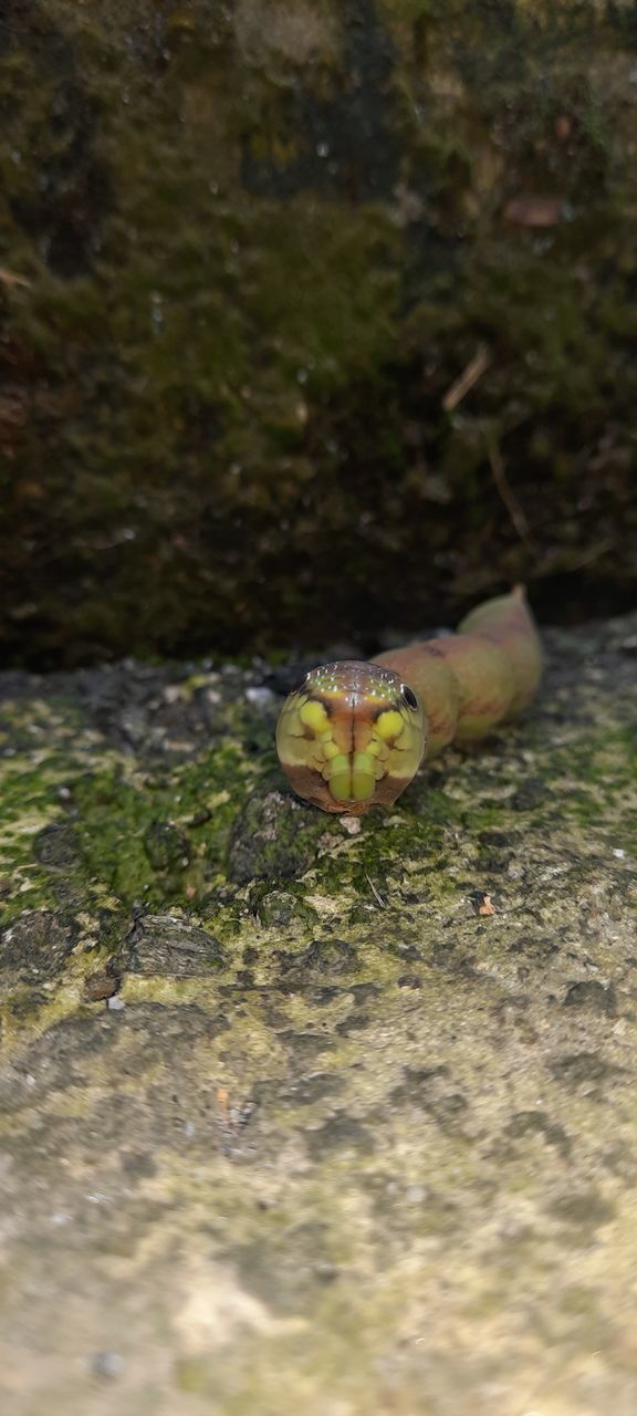 animal themes, animal, animal wildlife, wildlife, one animal, nature, day, no people, green, outdoors, water, close-up, wall - building feature, selective focus, macro photography, tree, plant