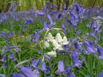 Close-up of purple crocus blooming outdoors